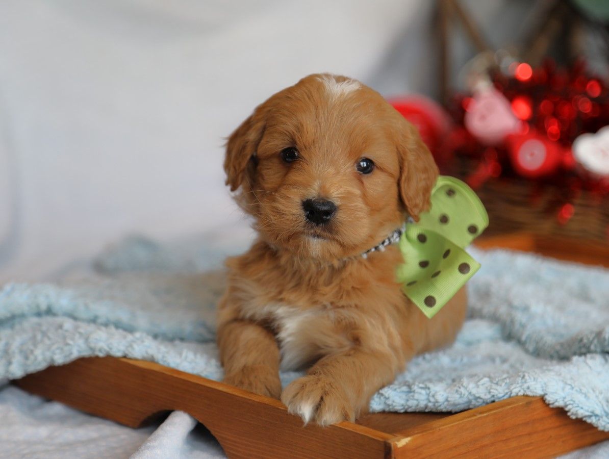 Tanner - click to meet