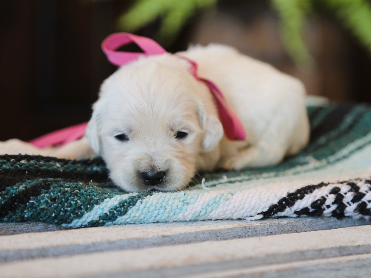 Diana • Click to meet