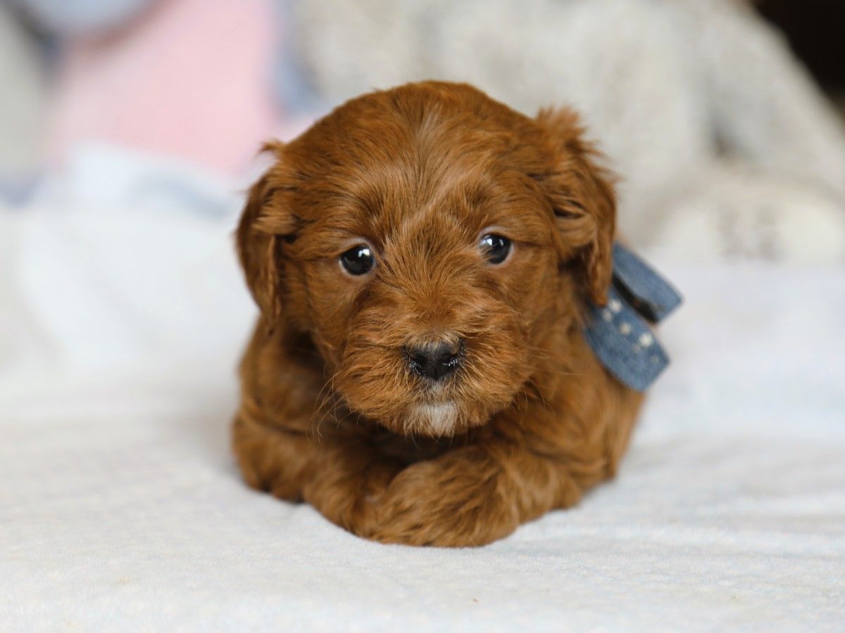 Prince (3).JPG