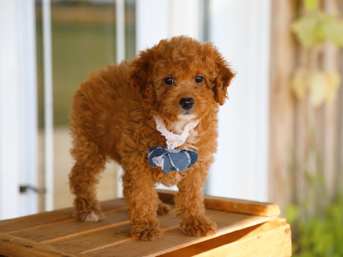 maple (2).JPG