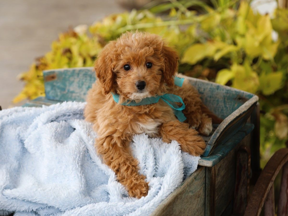  Maggy • click to meet