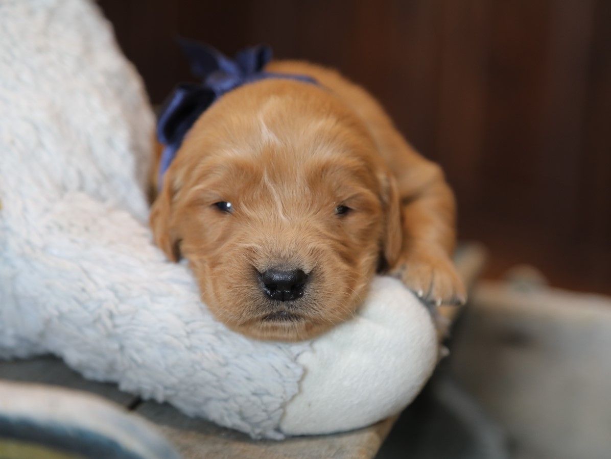 louie (2).JPG