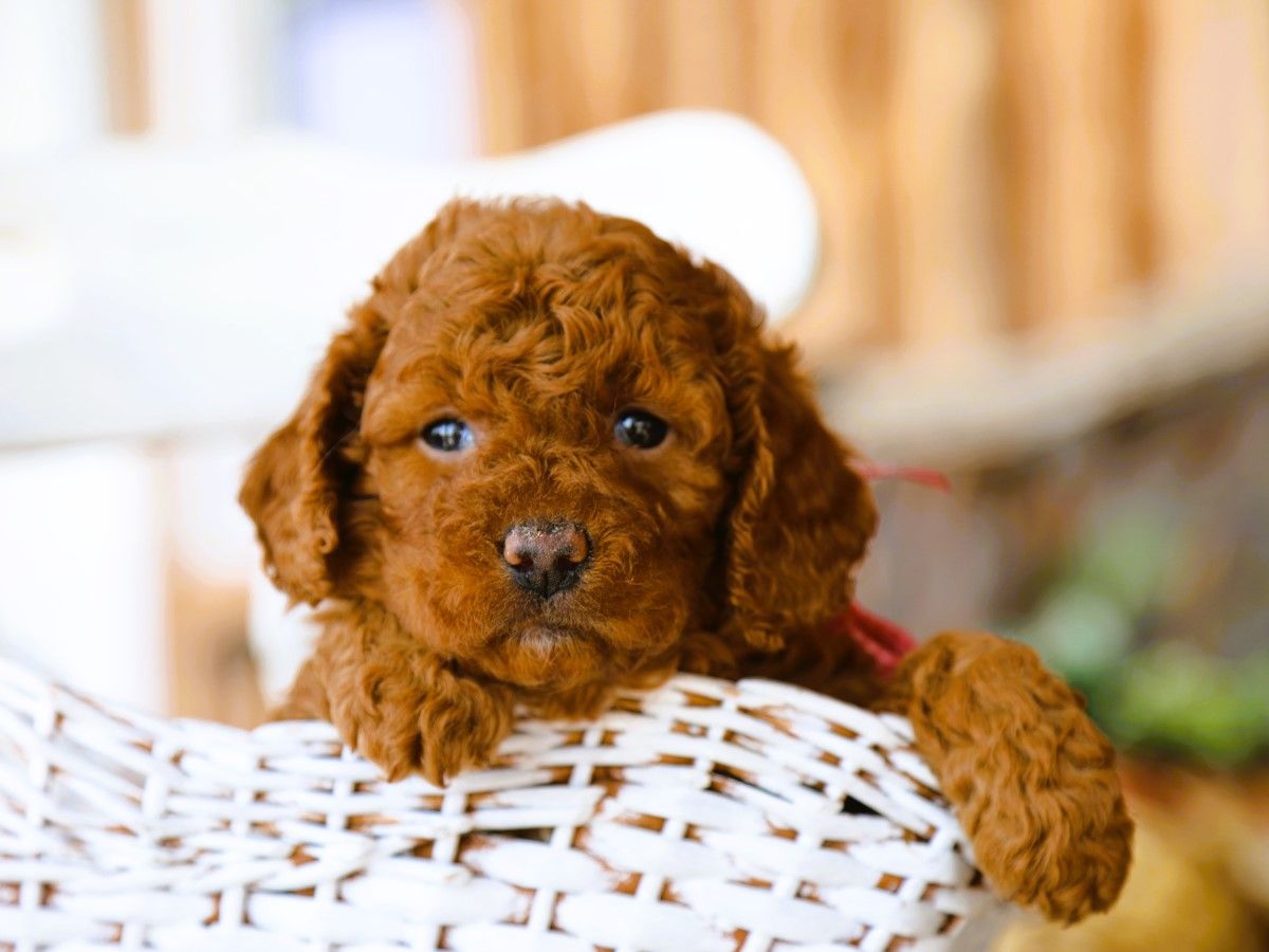 Lenny (4).JPG
