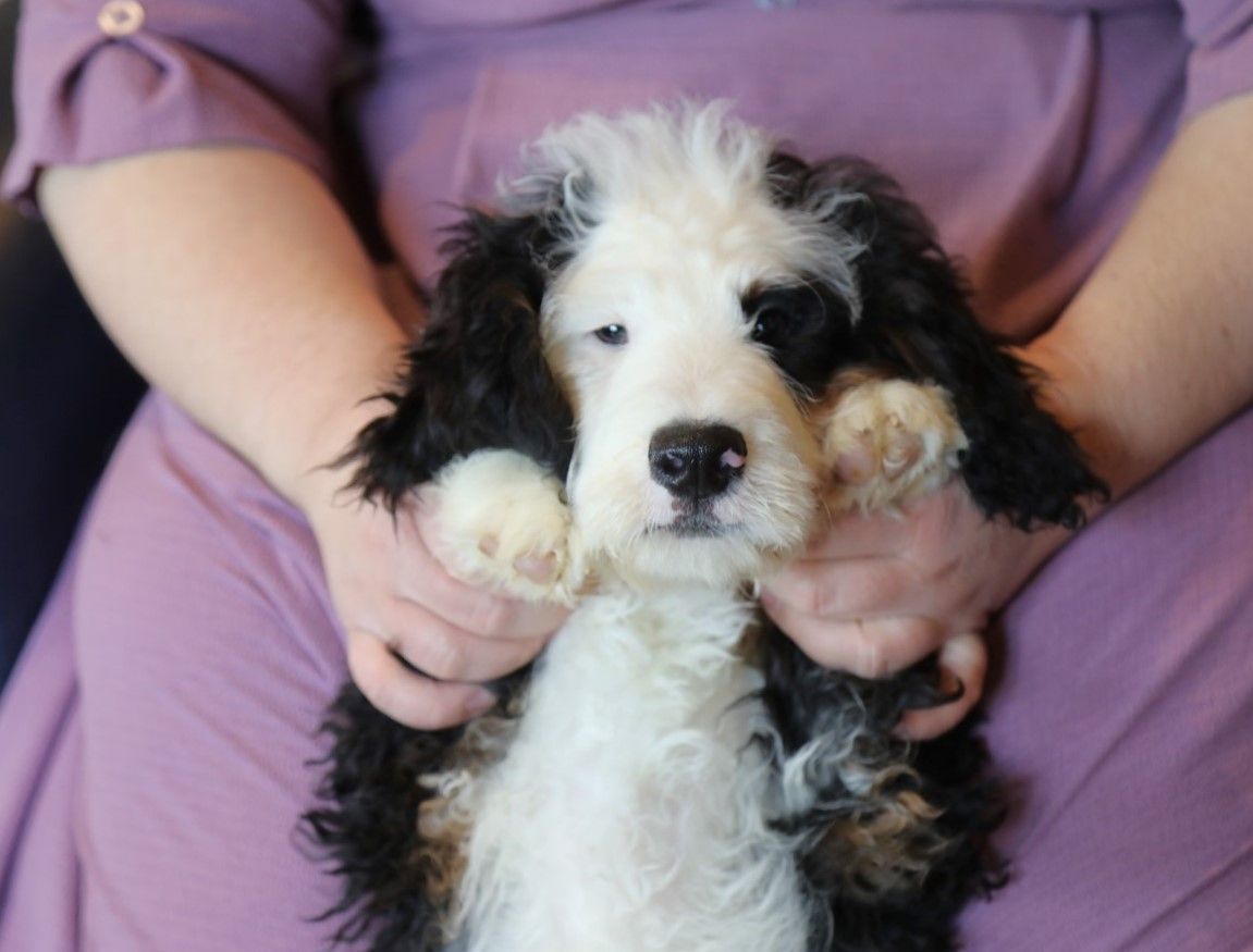 Baxter (3).JPG