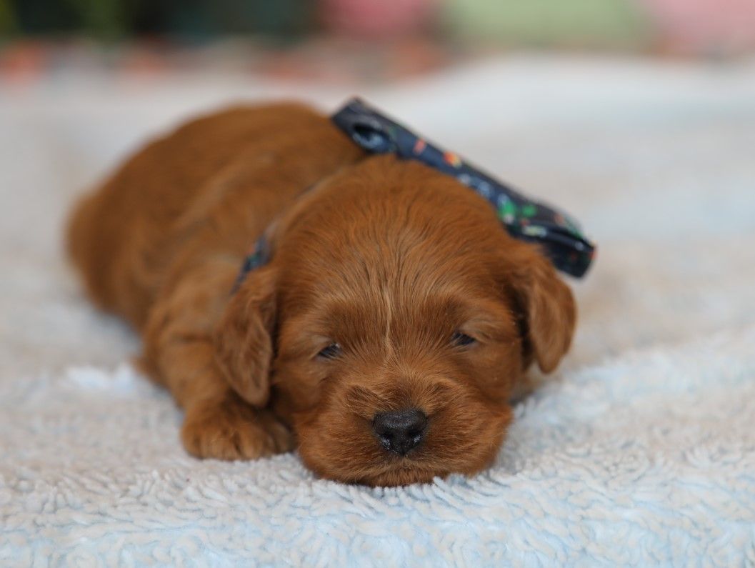 Ricky - click to meet