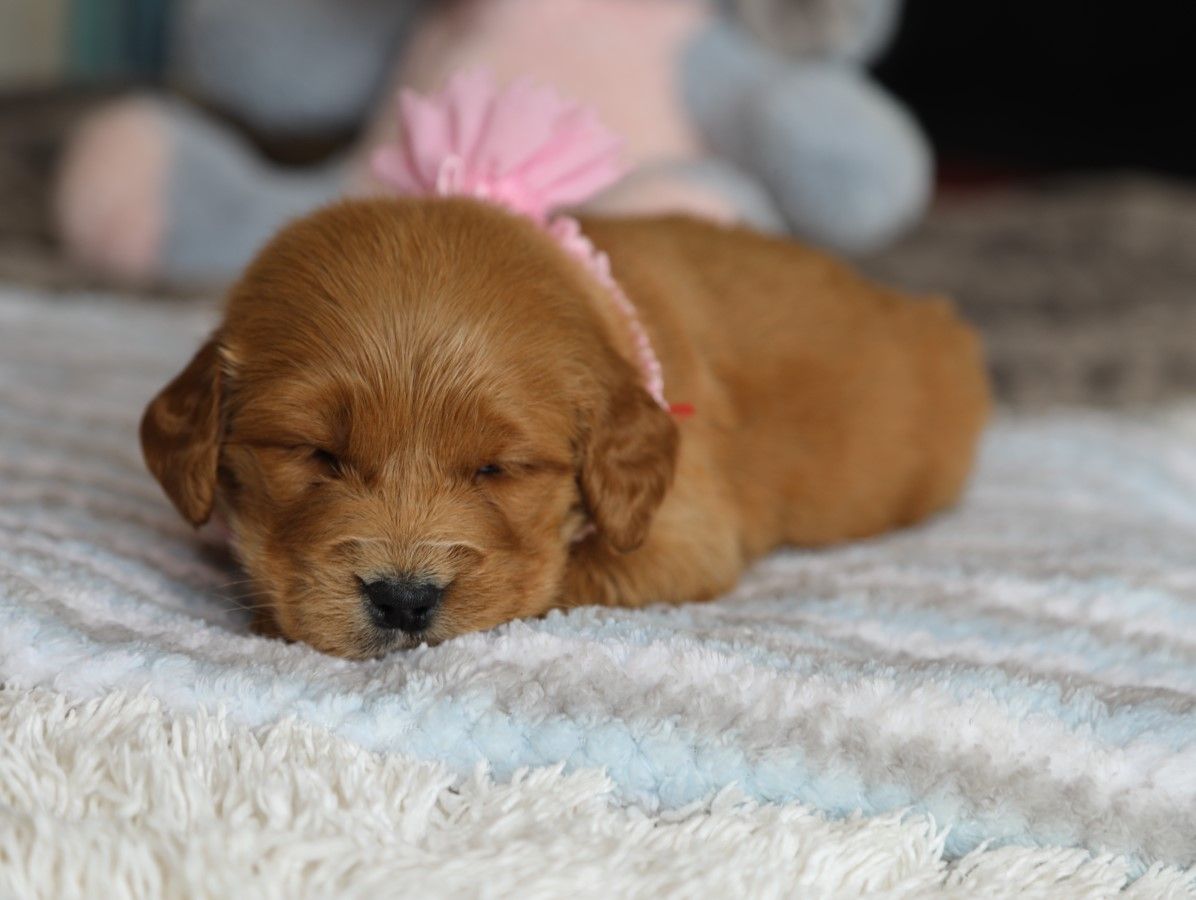 pippa (3).JPG