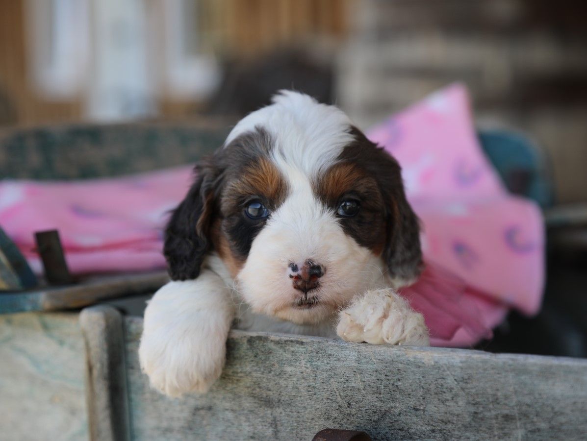  Hailey - click to meet