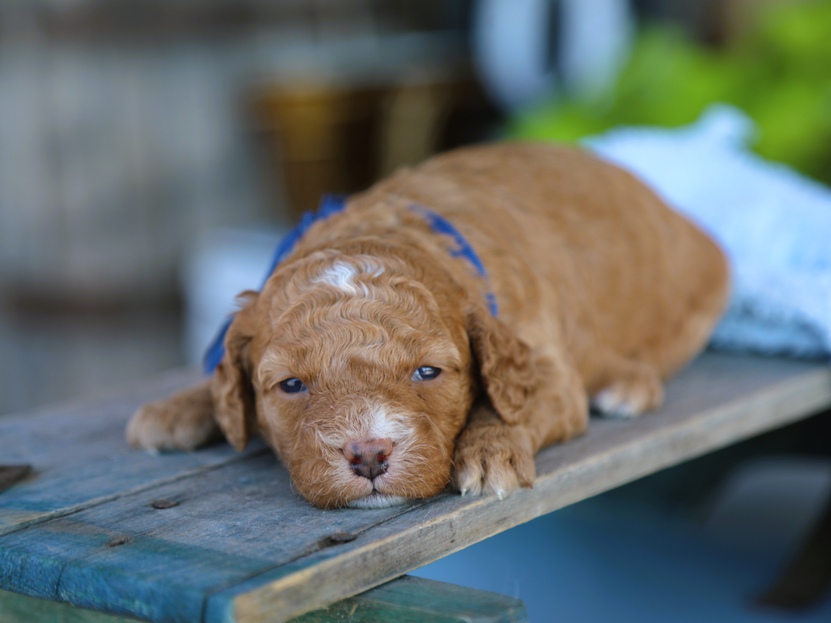 Sherlock • click to meet