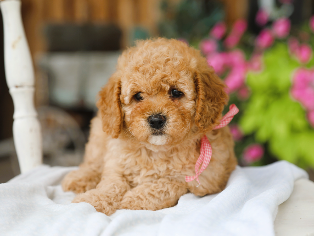 flossie (3).png