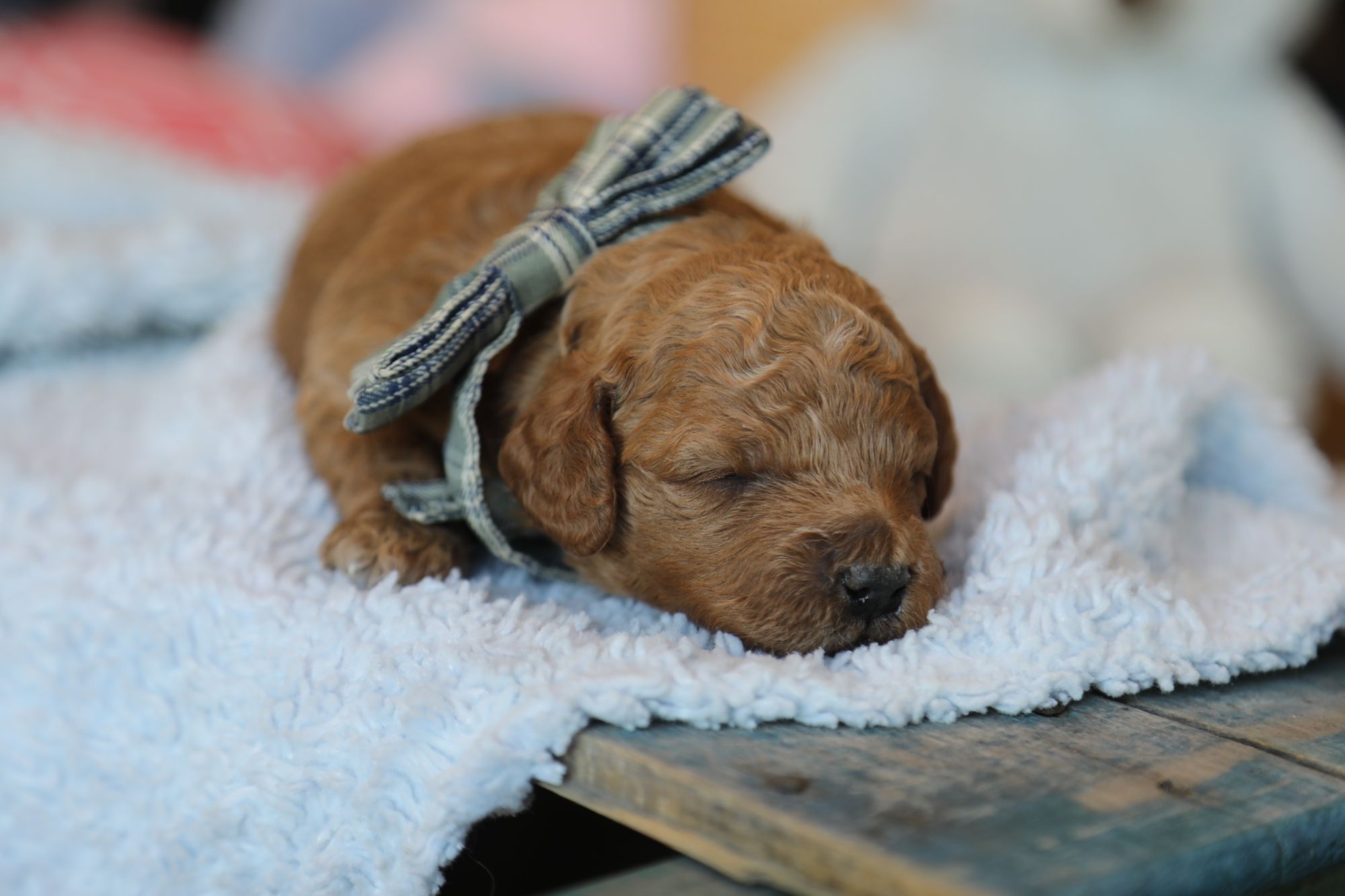 Hershey (1).JPG