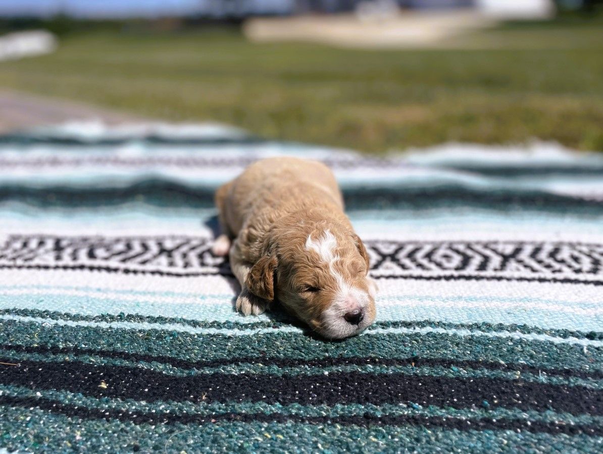 Malcolm • click to meet