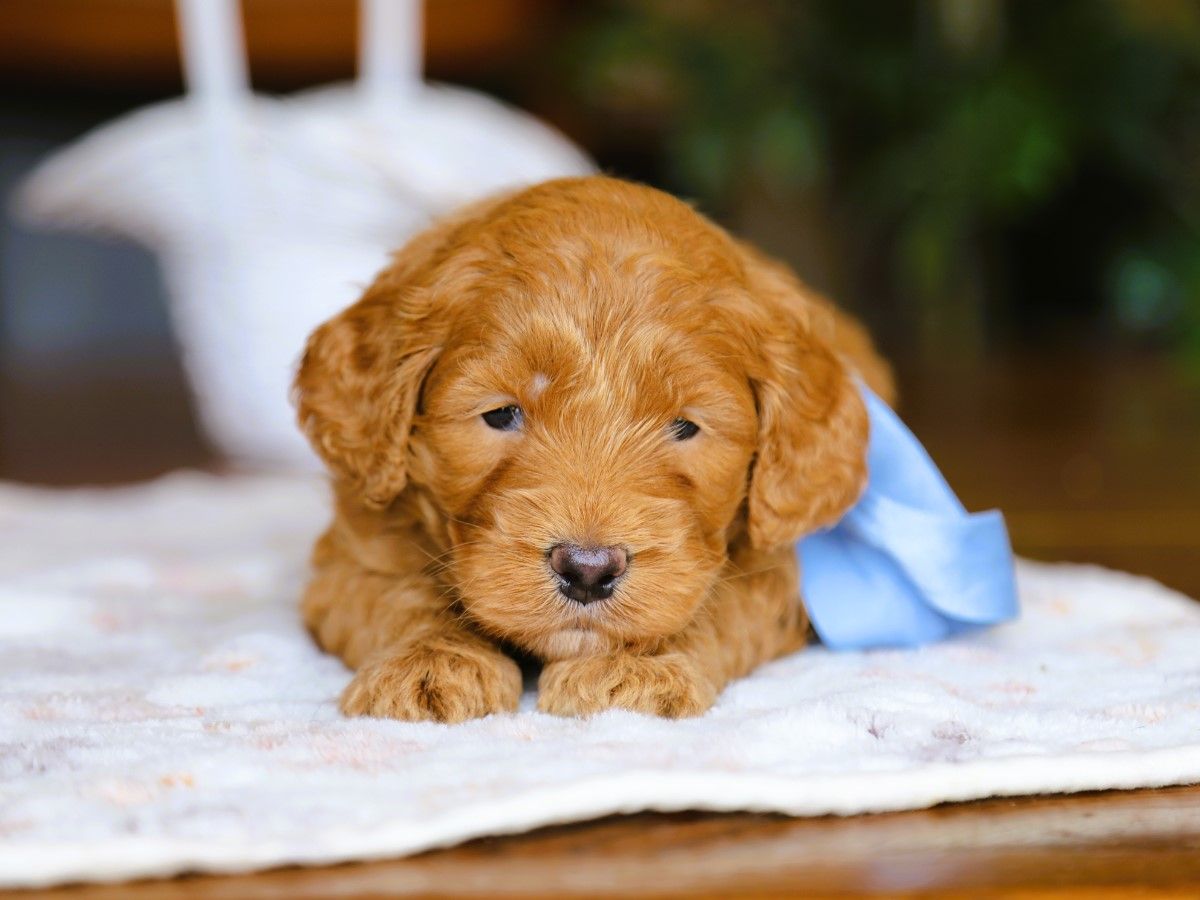 teddy (1).JPG