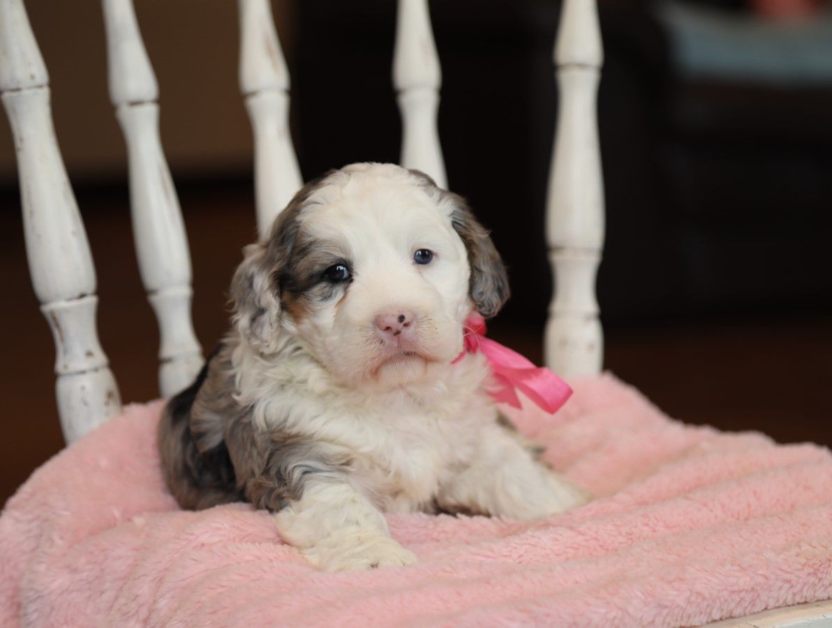 Cocoa - click to meet