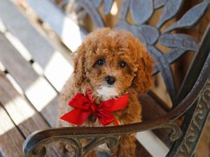 Judith • click to meet