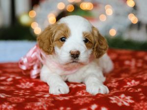  Twinkle • click to meet