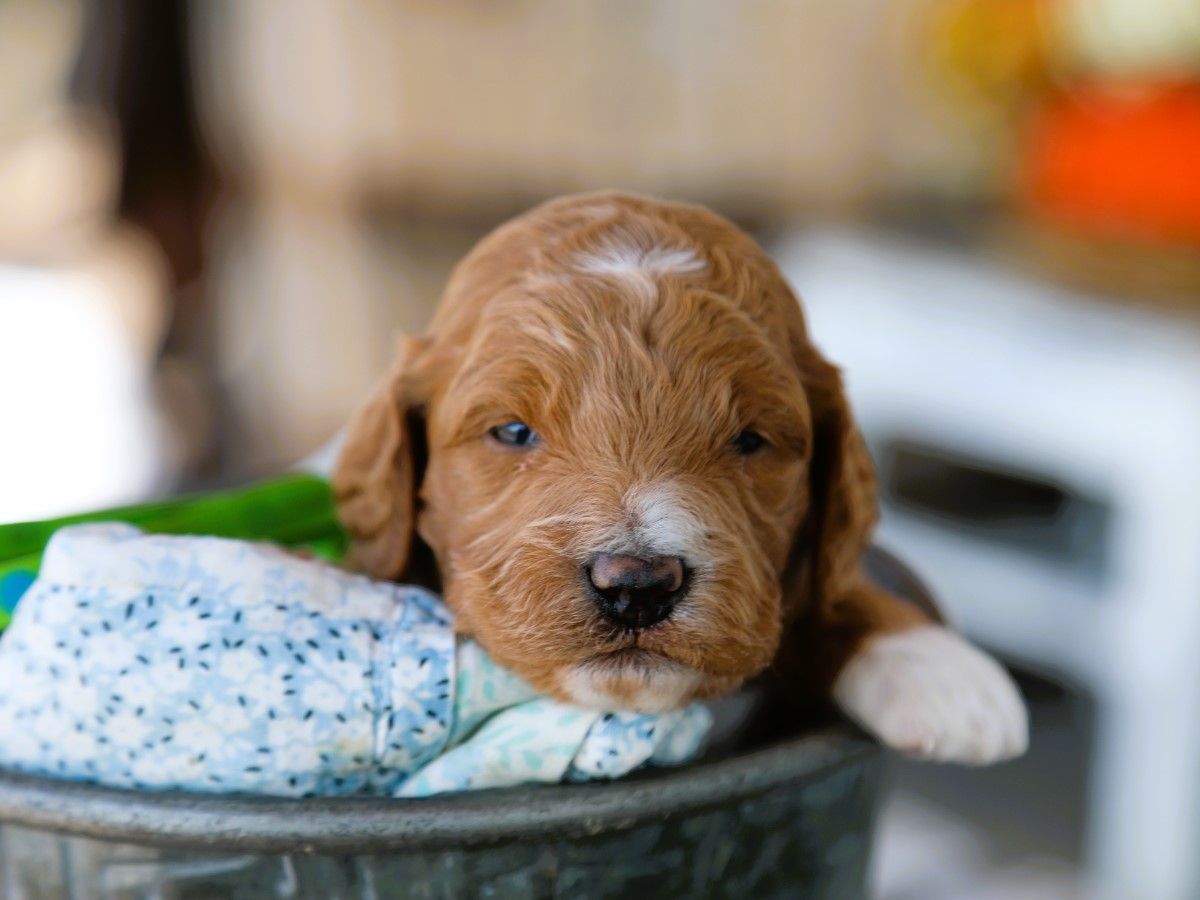 Finnegan (4).JPG
