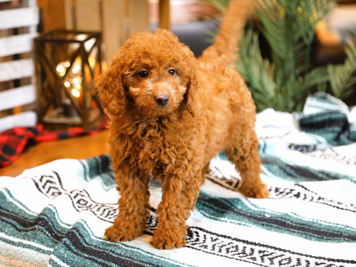 lenny (1).JPG