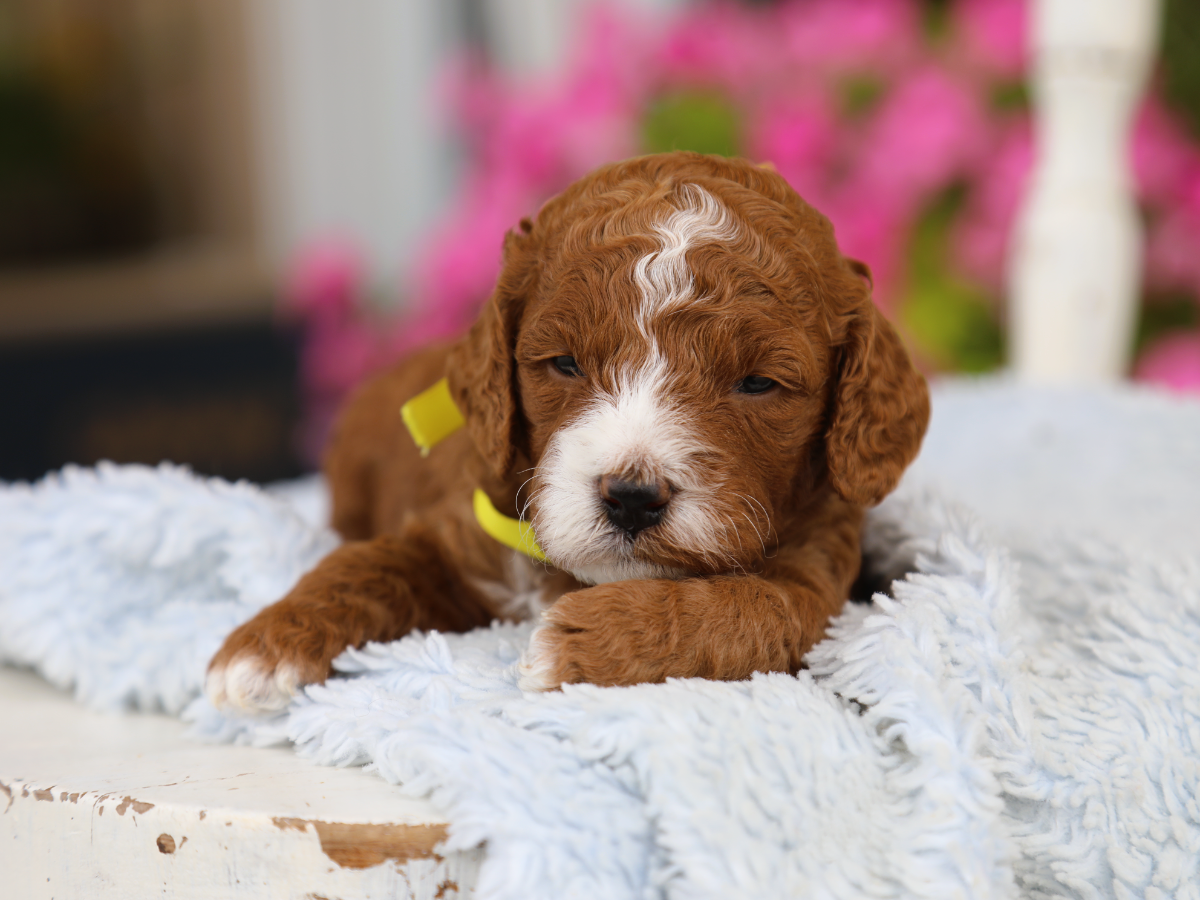 Rusty • click to meet