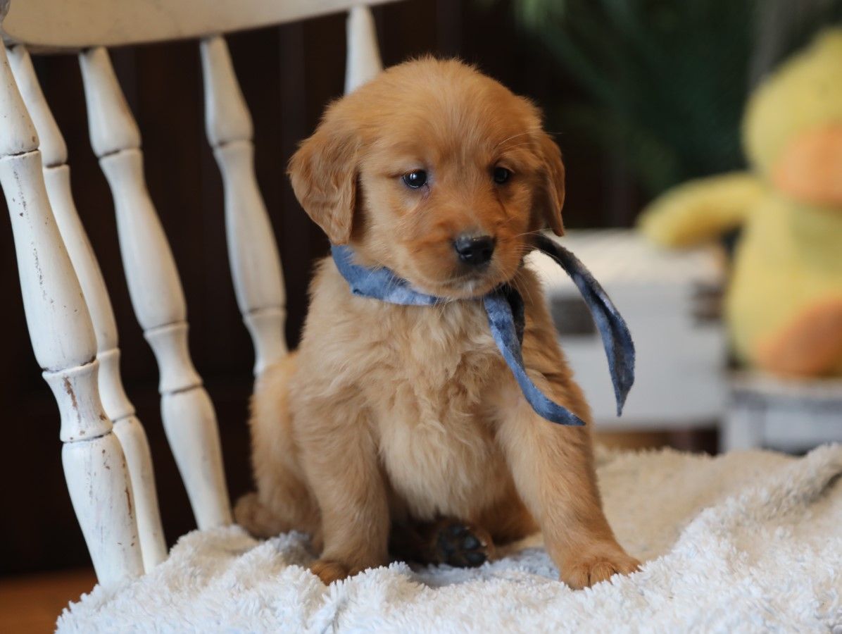 Sammy - Click to meet