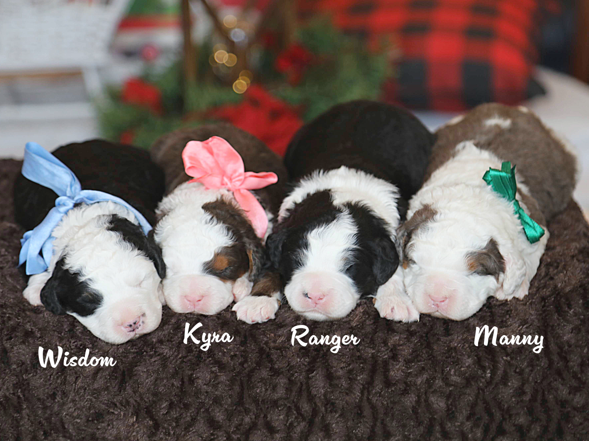 Sonya's Babies - click to meet