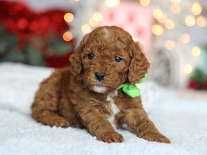 Waffles • click to meet