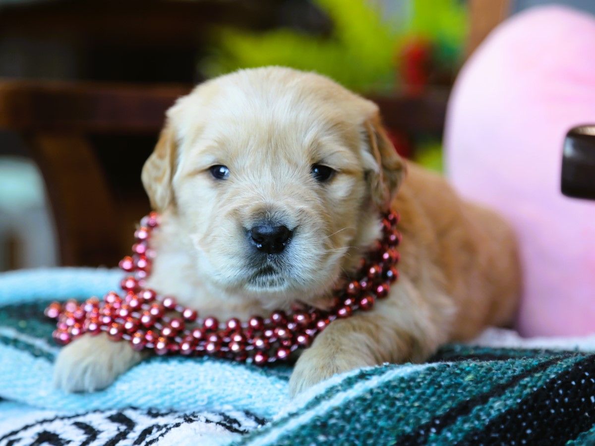 Mauve • Click to meet