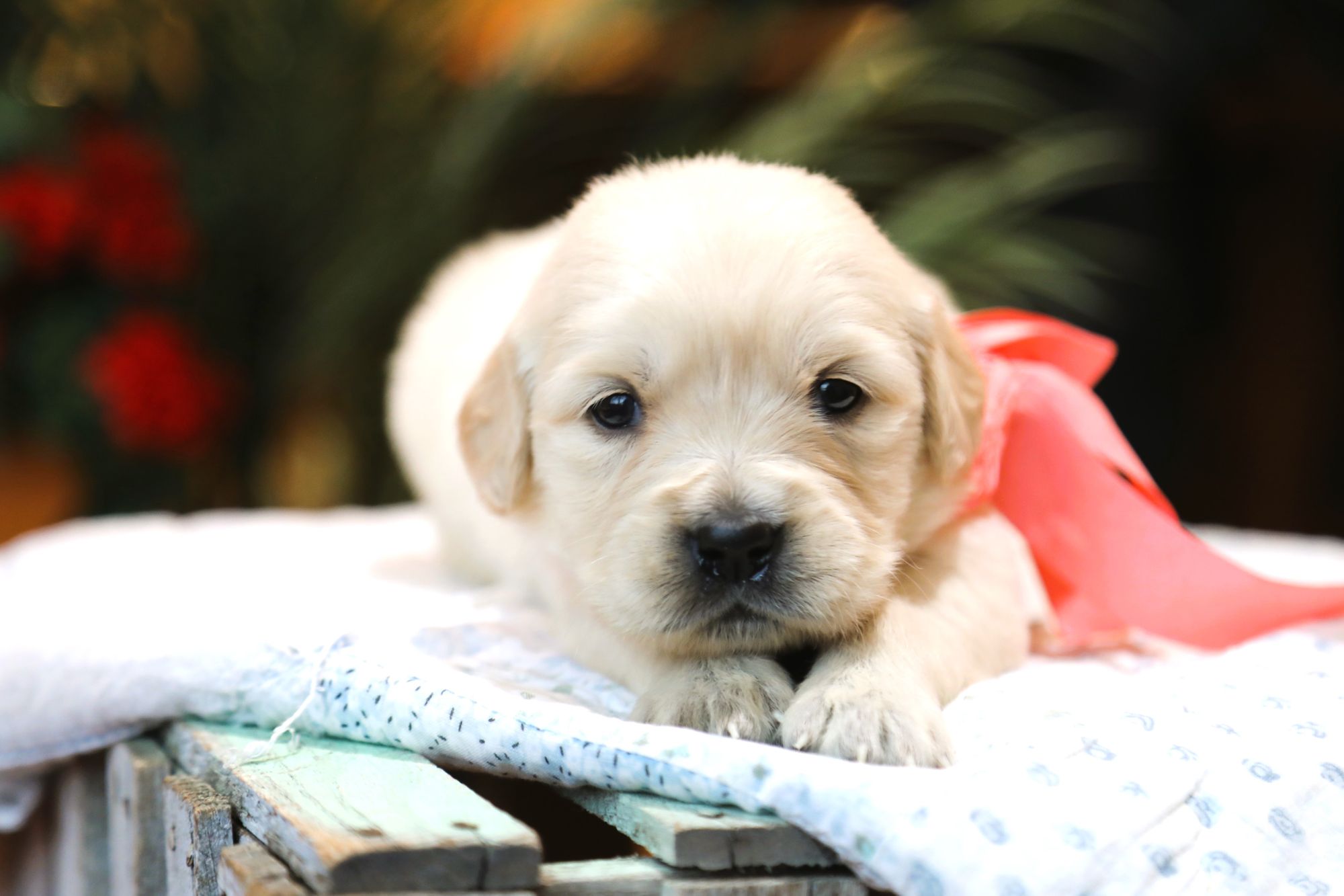 Serena  • Click to meet