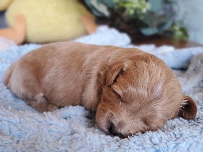 La Mesa CA POPPY • RESERVED