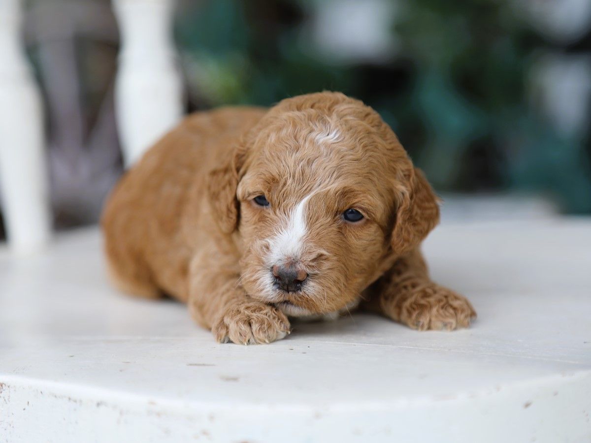 Ivy (1).JPG