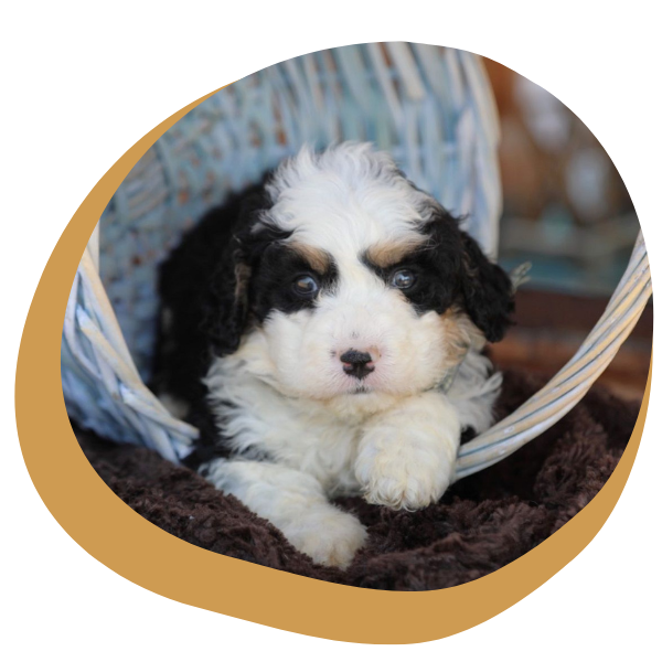 Mini Bernedoodle Puppies for Sale - Image 1.png