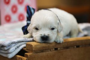 Conner • Click to meet