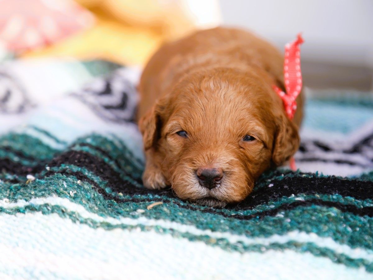 Maple • click to meet