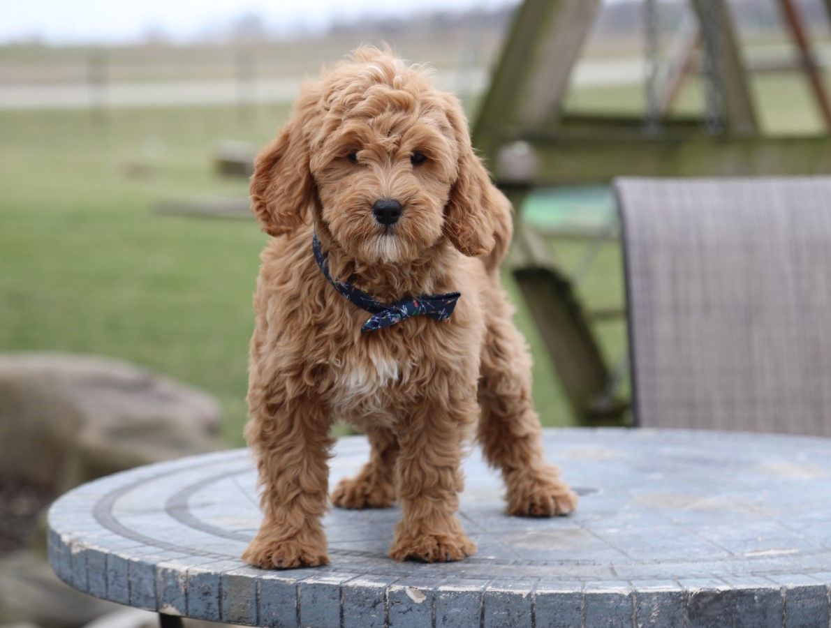 DUDLEY (1).JPG