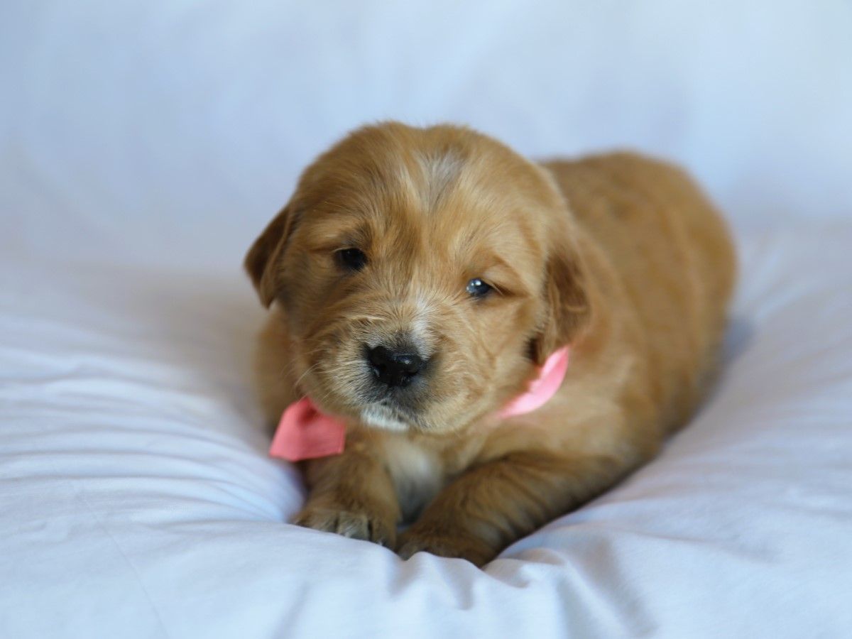 Ruby • Click to meet