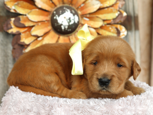Loretta • click to meet