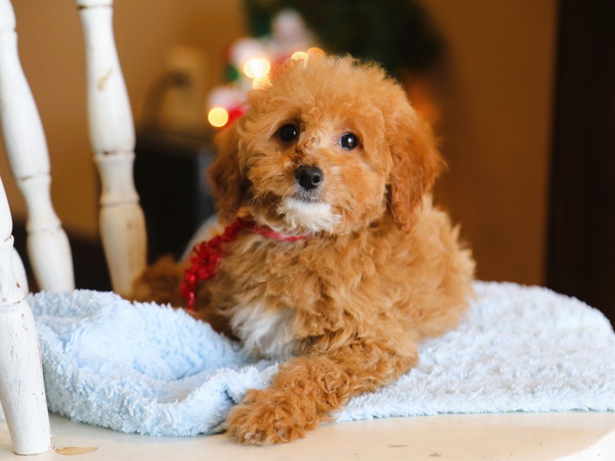 Maggy (2).JPG
