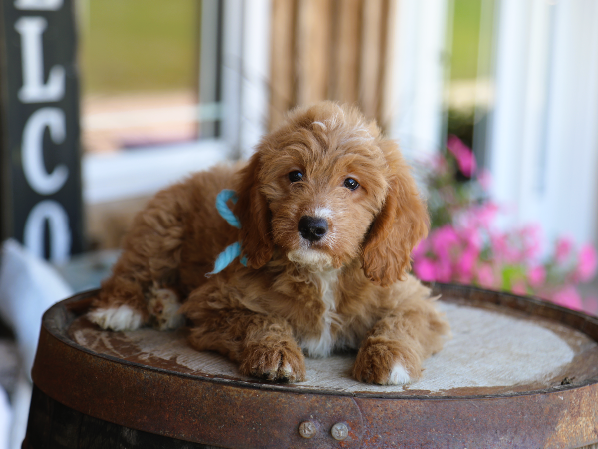Baxter (3).png