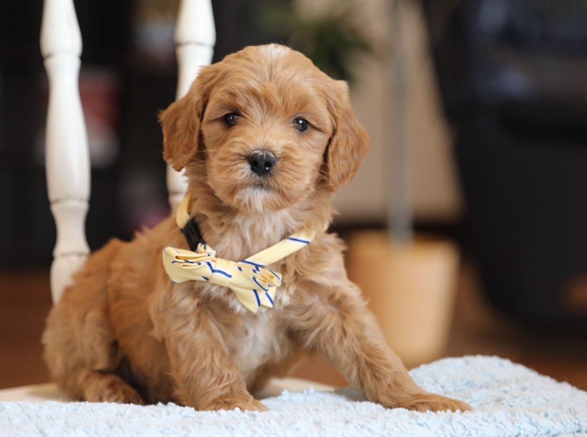  Dudley - click to meet