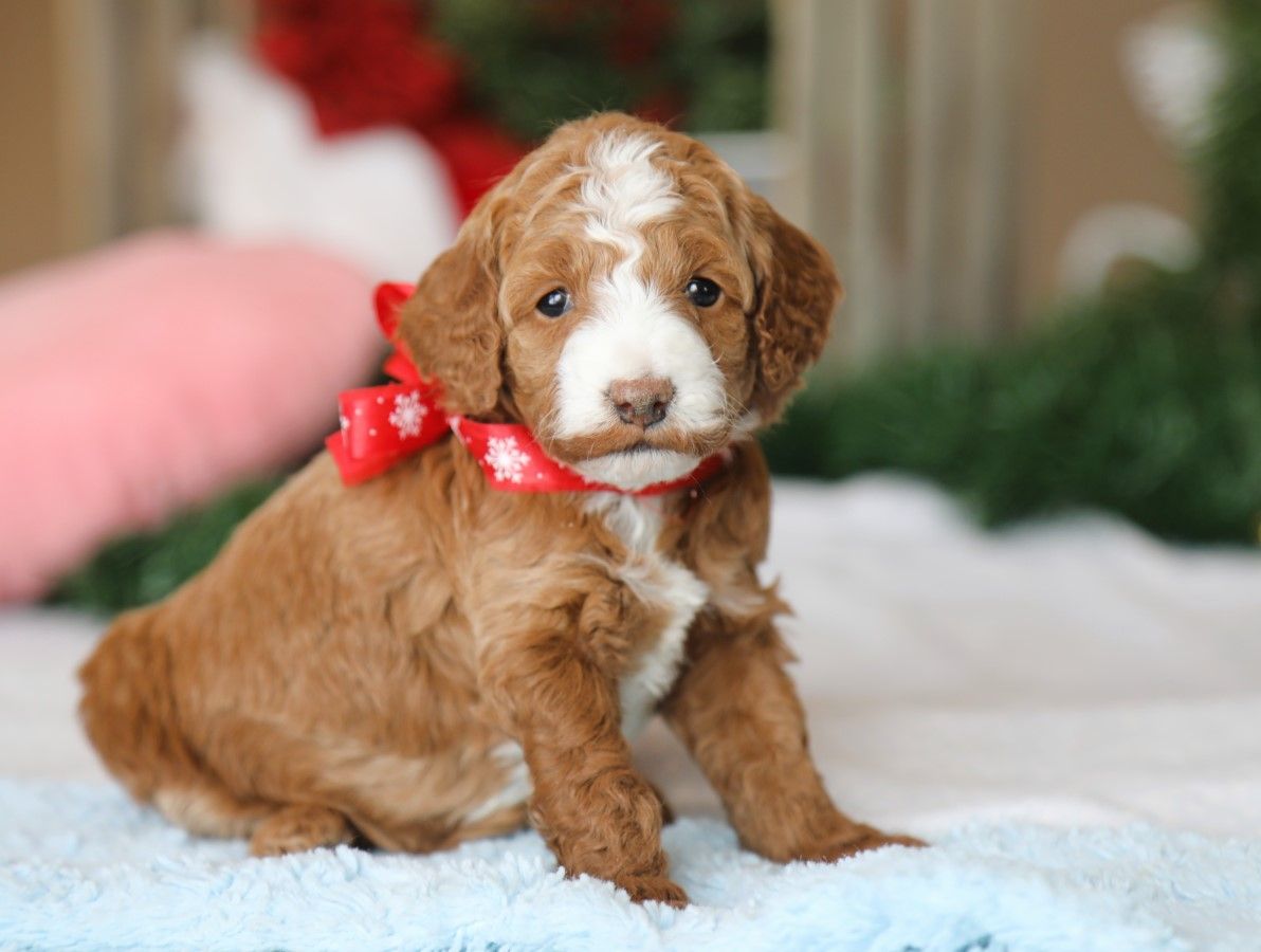  Ivy • click to meet