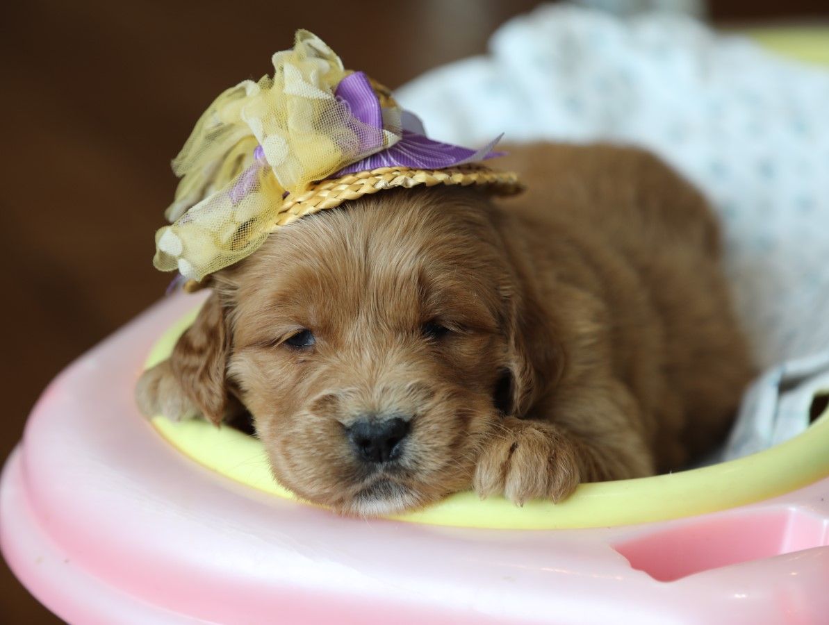 Pippa - Click to meet
