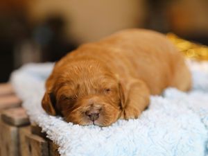 Lincoln • Click to meet