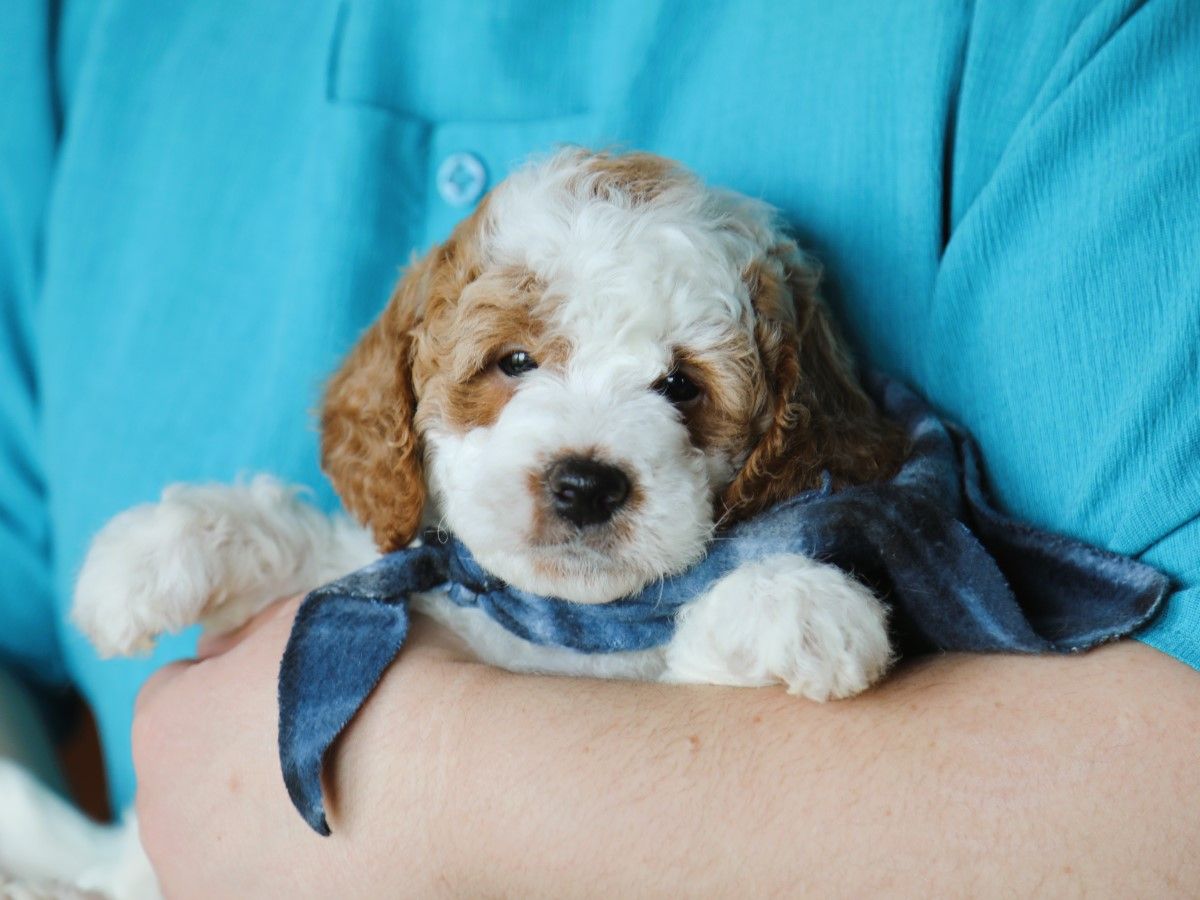 oliver (2).JPG