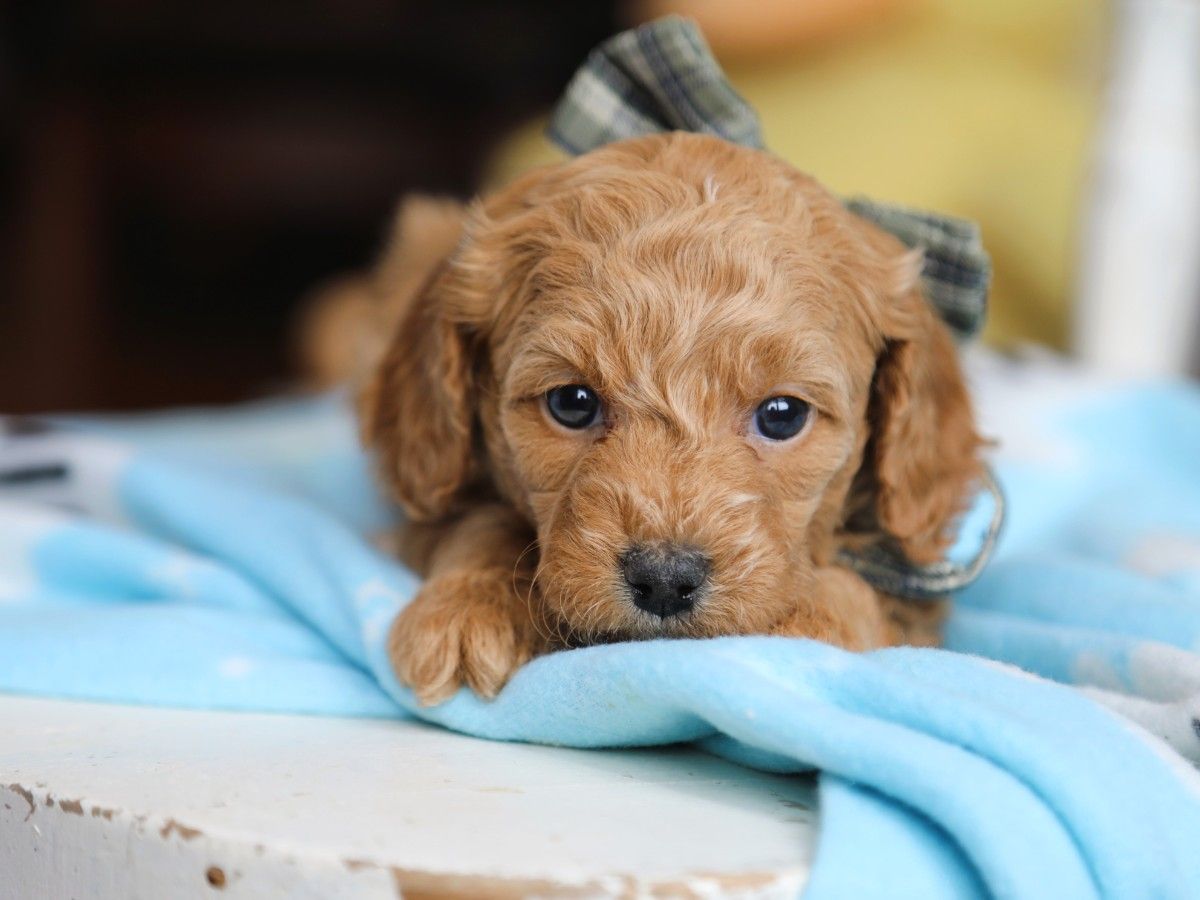 Truffle (2).JPG