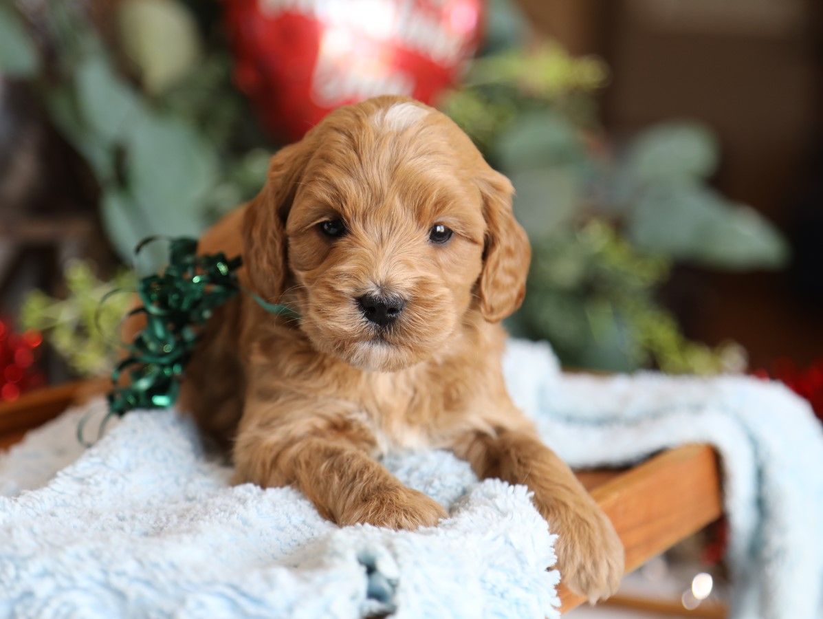 Dudley (1).JPG