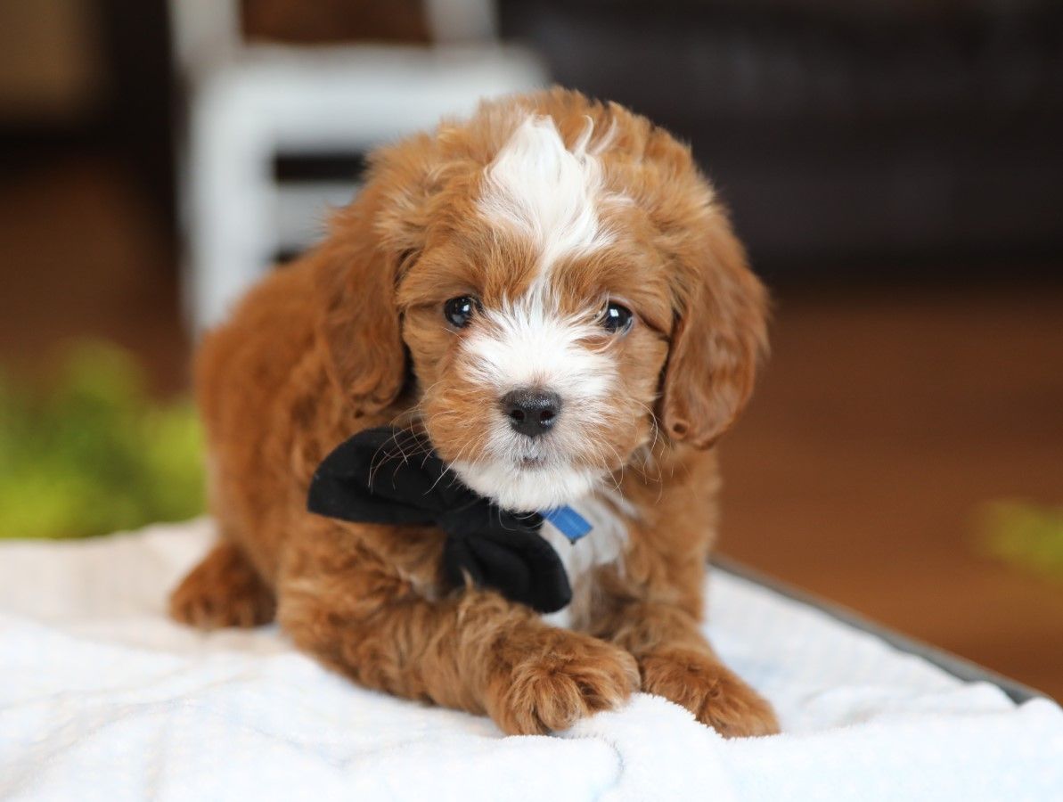 alfie (3).JPG
