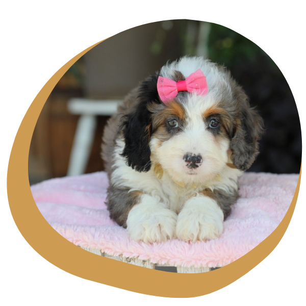 Mini Bernedoodle Puppies - Image 4.png