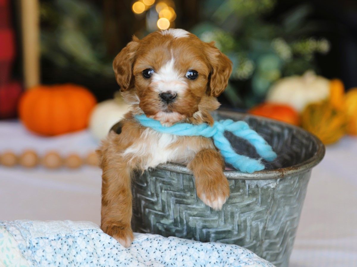  Willis • click to meet