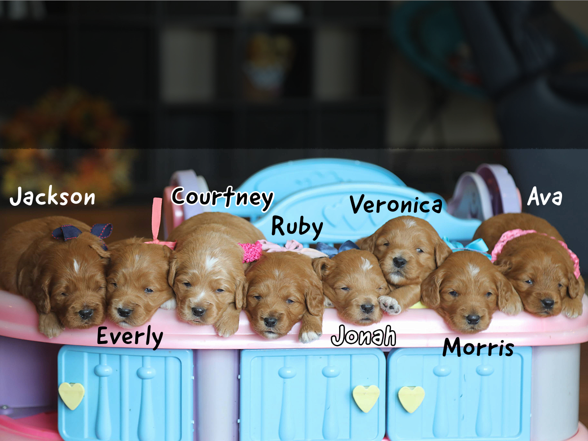 Heidi's Babies - click to meet