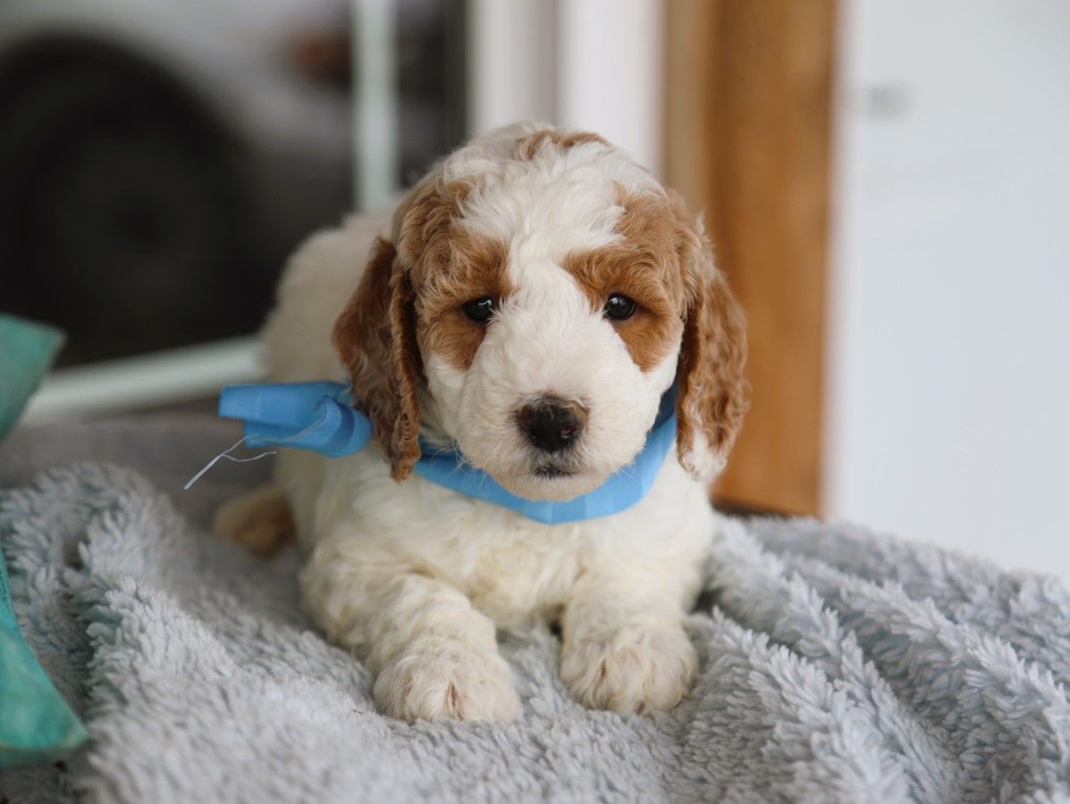 spencer (4).JPG