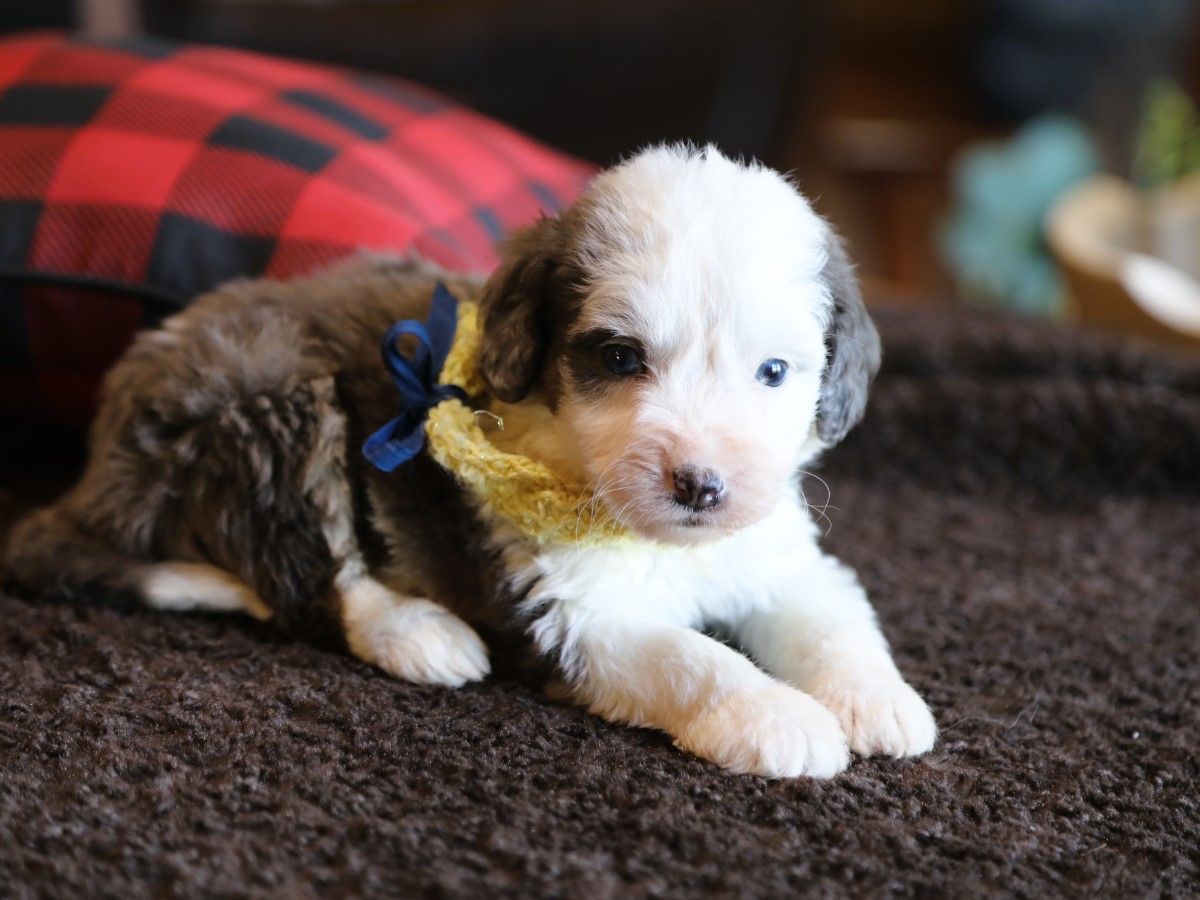 charlie (4).JPG